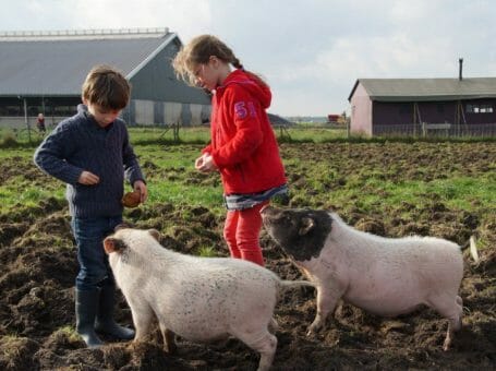 Slapen bij de Boer op boerderij de Kalverweide in Drenthe