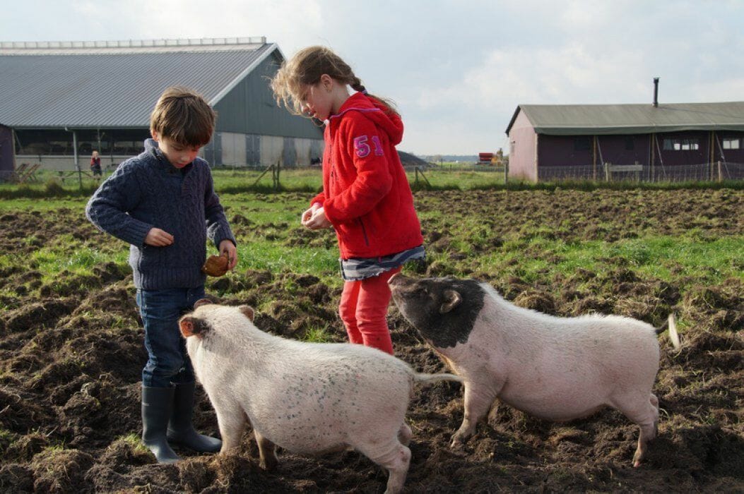 Slapen bij de Boer op boerderij de Kalverweide in Drenthe