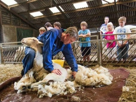 Slapen bij de boer op Hoeve De Zeekraal op Terschelling