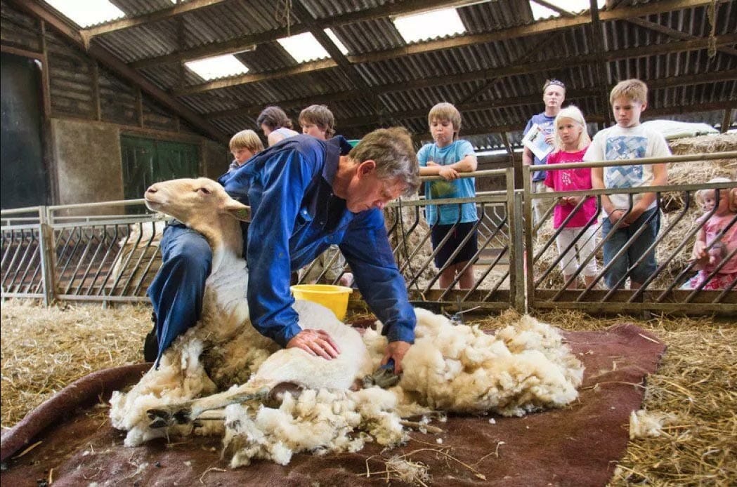 Slapen bij de boer op Hoeve De Zeekraal op Terschelling