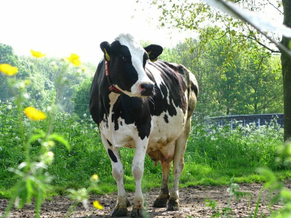 Bijzondere Overnachting Slapen bij de boer Hoeve De Pippert Ophemert Gelderland13