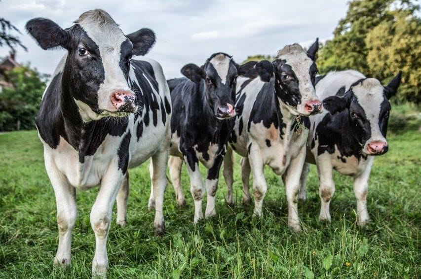 Bijzondere Overnachting Slapen in vakantiehuisje Drenthe Wilmsboo12