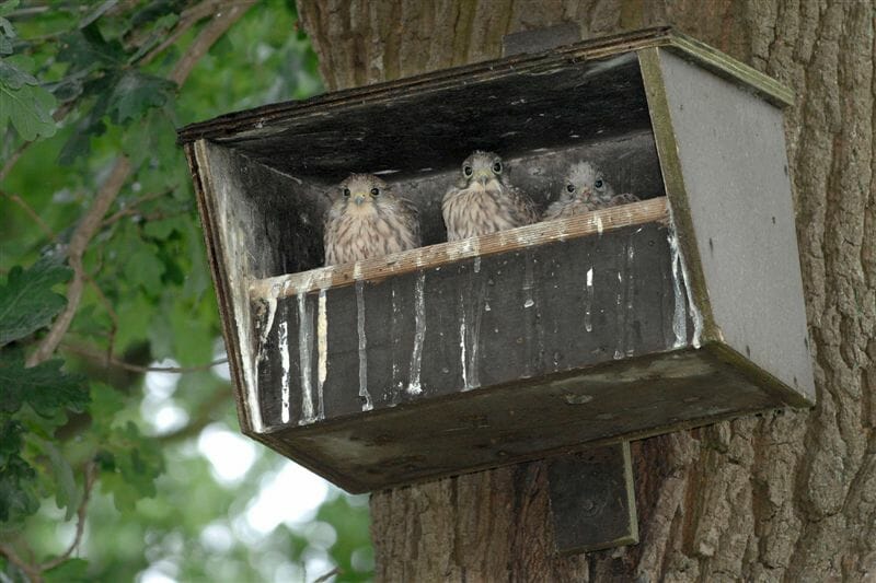 Bijzondere Overnachting Slapen in vakantiehuisje Drenthe Wilmsboo2