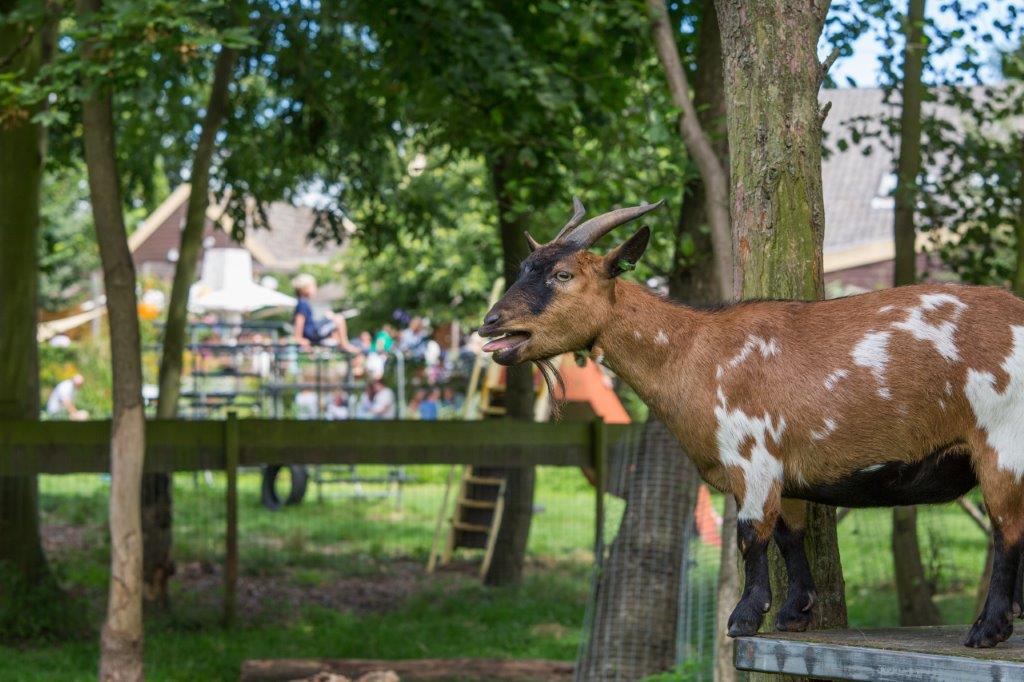 Bijzondere Overnachting Origineel Overnachten Slapen bij de Vreemde Vogel Vlaardingen2