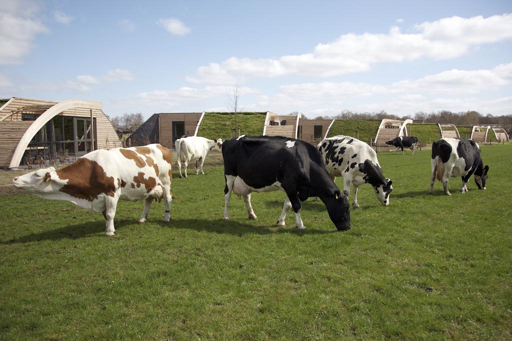 Bijzondere Overnachting Origineel Overnachten Overnachten in Koe in de Kost in Overijssel 5