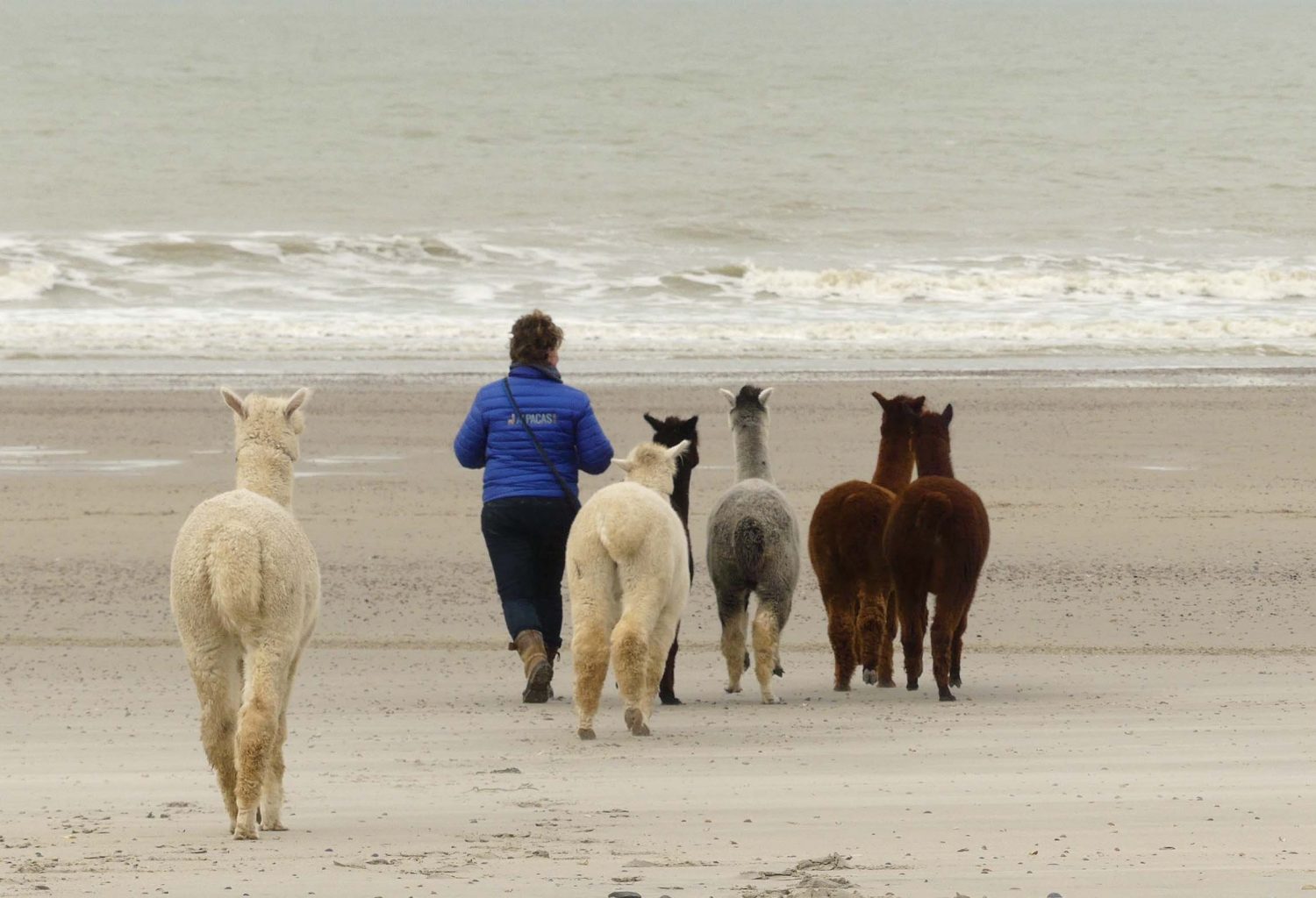 Glamping aan de Waterspiegel slapen met alpacas Zeeland 1