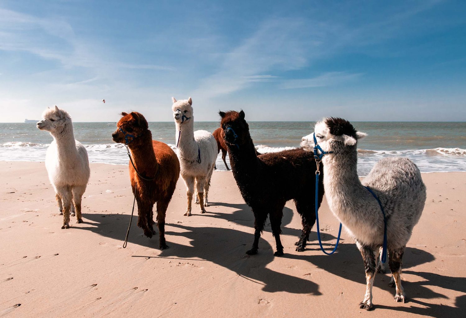 Glamping aan de Waterspiegel slapen met alpacas Zeeland 2