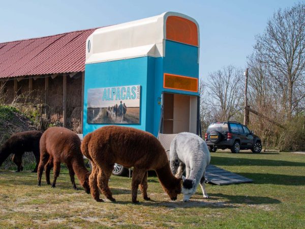 Slapen in Alpacas on Wheelzzz aan de Zeeuwse kust