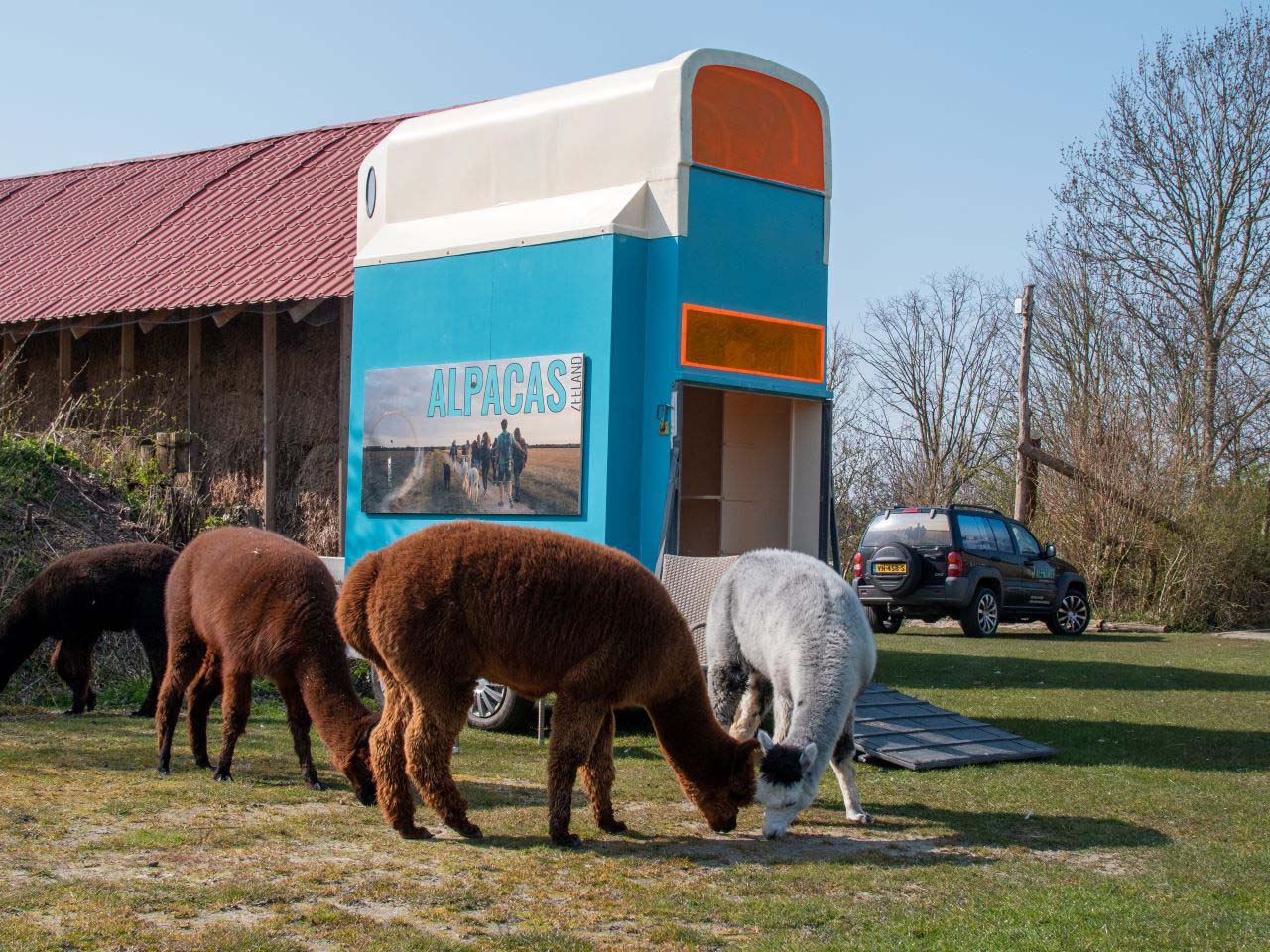 Slapen in Alpacas on Wheelzzz aan de Zeeuwse kust
