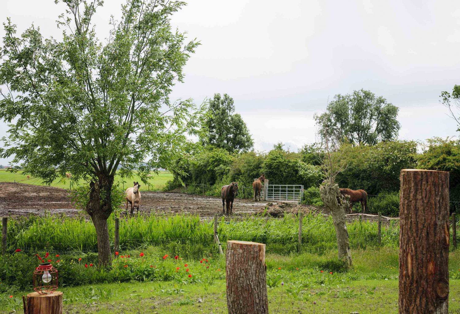 Glamping aan de Waterspiegel slapen met alpacas in Zeeland de Schuilstal 5